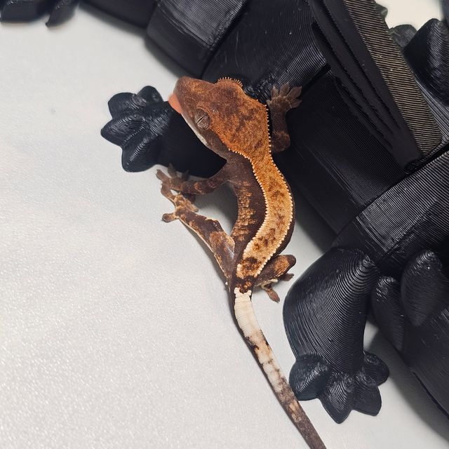 카푸치노 100%헷아잔틱