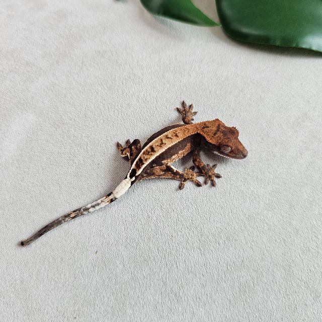 100%헷아잔틱 카푸치노 화이트핀 핀스트라이프 다크 텐저린