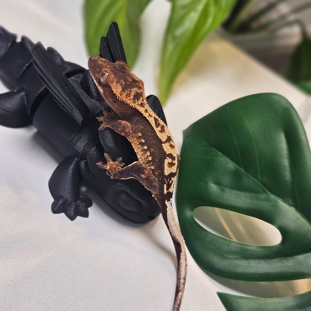 100%헷아잔틱 쿼드 다크