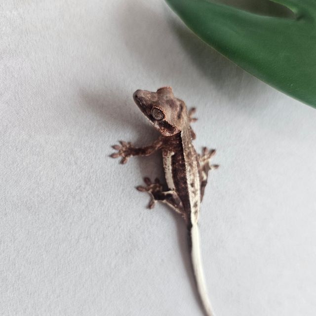 100%헷아잔틱 프라푸치노 카푸치노 릴리화이트 릴리100%헷아잔틱