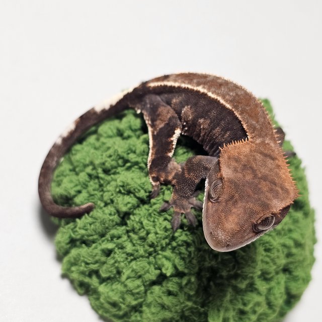 카푸치노 100%헷아잔틱