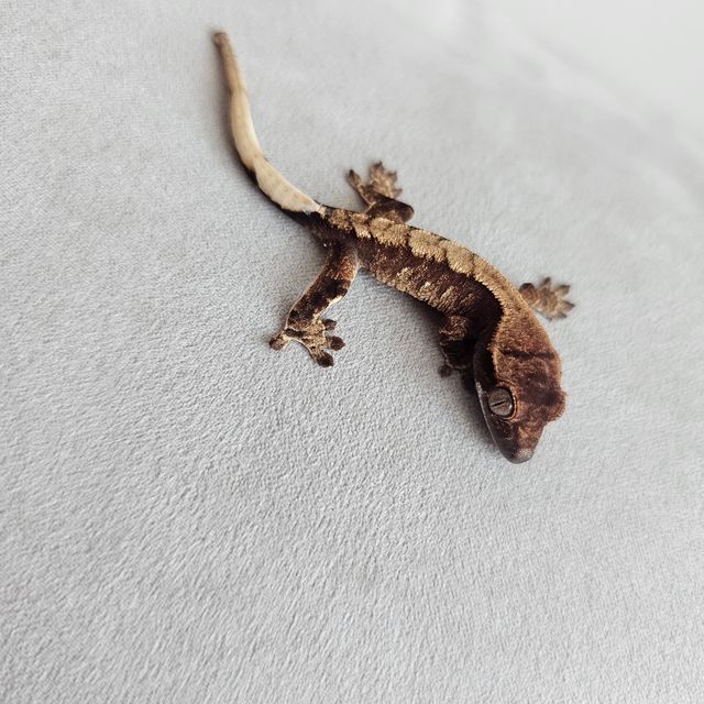 100%헷아잔틱