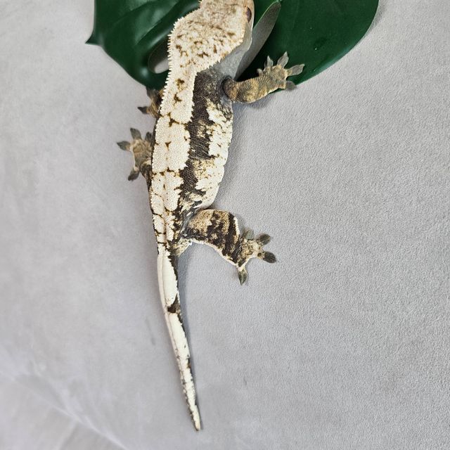 노멀 화이트핀 화이트스팟 쿼드 다크 화이트