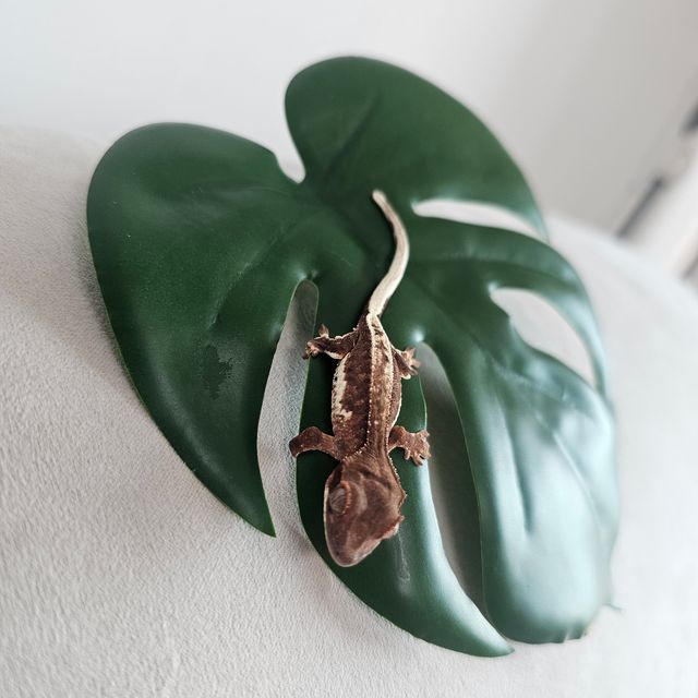 100%헷아잔틱 프라푸치노 카푸치노 릴리화이트 릴리100%헷아잔틱