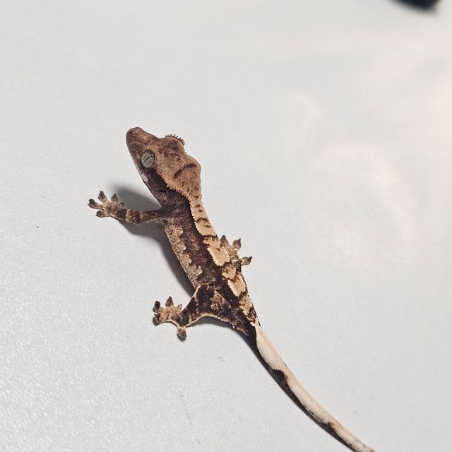 100%헷아잔틱 쿼드