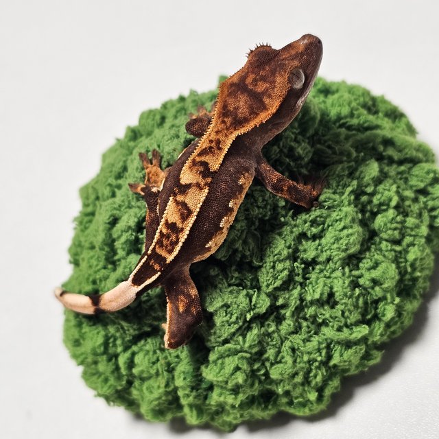 100%헷아잔틱 다크 쿼드