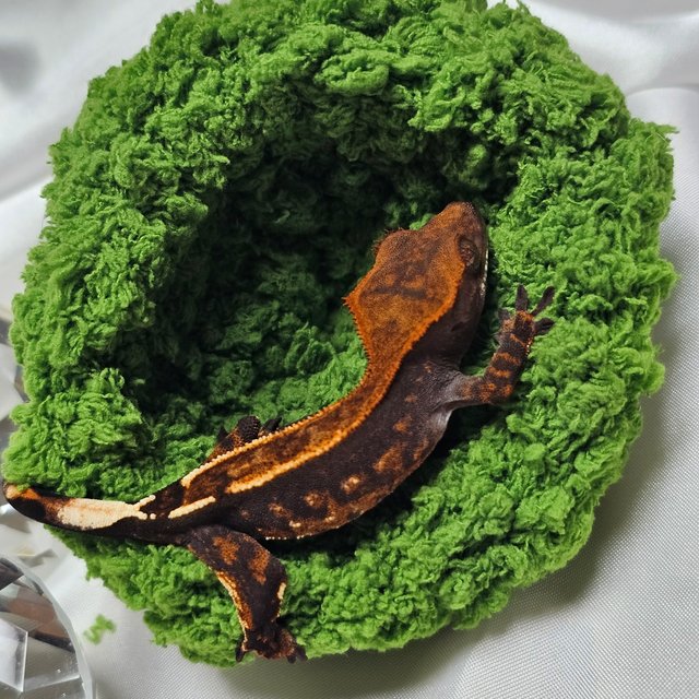 카푸치노 100%헷아잔틱