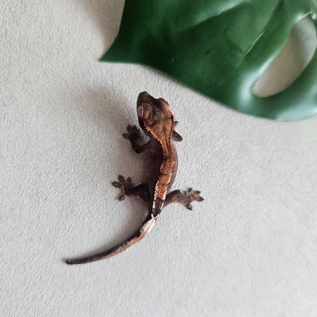 세이블 100%헷아잔틱 팬텀