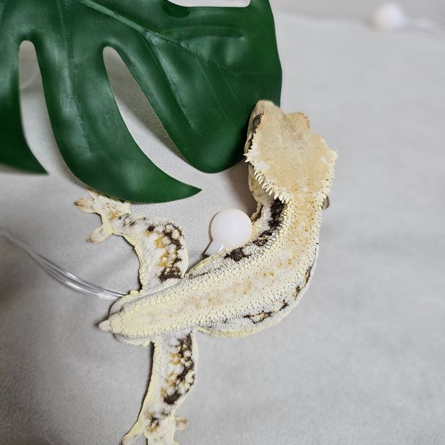 릴리화이트 핀스트라이프 트라이