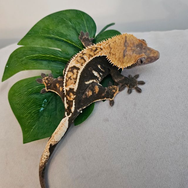 노멀 다크 블랙