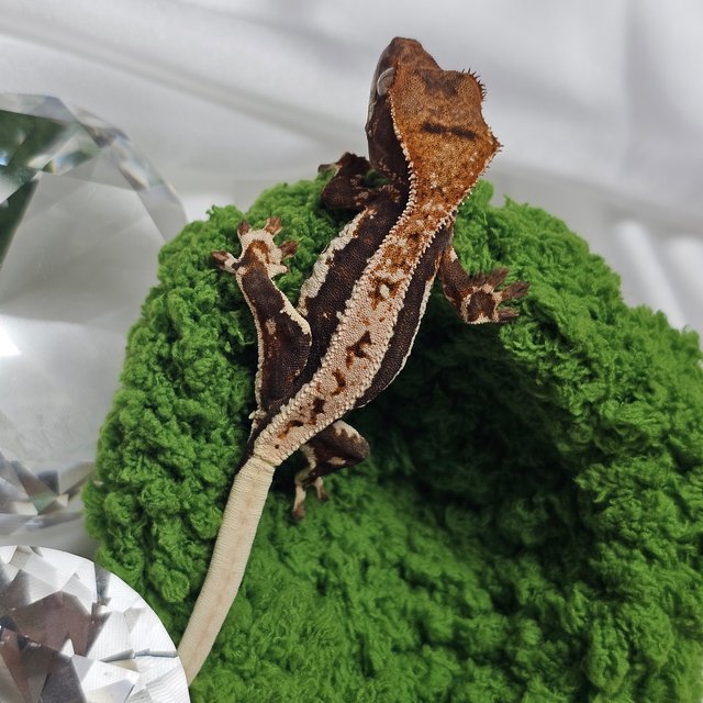 릴리100%헷아잔틱