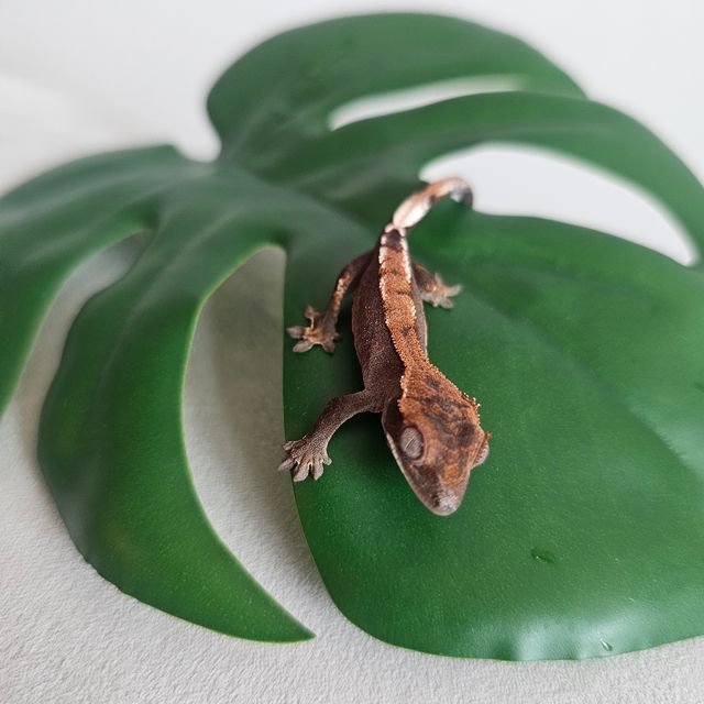 세이블 100%헷아잔틱 팬텀