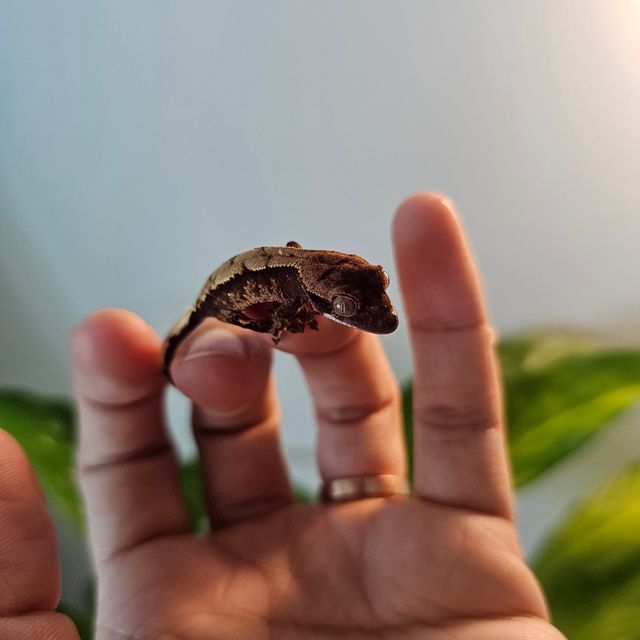 100%헷아잔틱