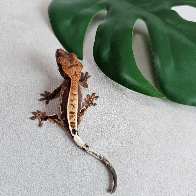 100%헷아잔틱 카푸치노 화이트핀 핀스트라이프 다크 텐저린