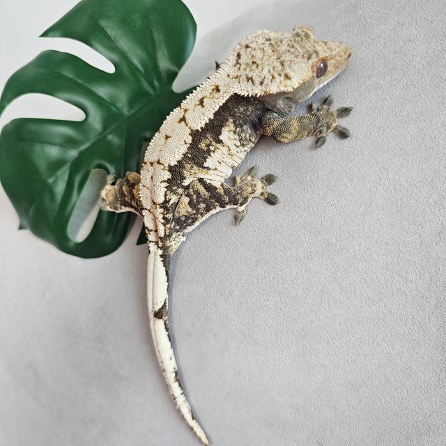 노멀 화이트핀 화이트스팟 쿼드 다크 화이트