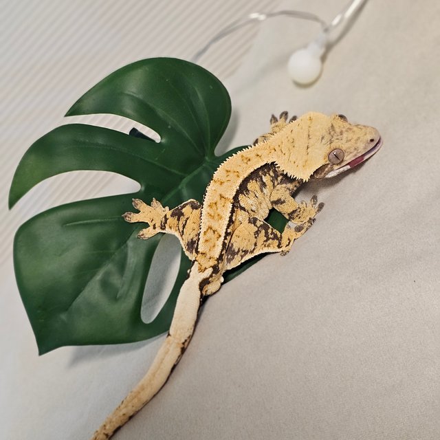 트라이 핀스트라이프 익스트림할리퀸