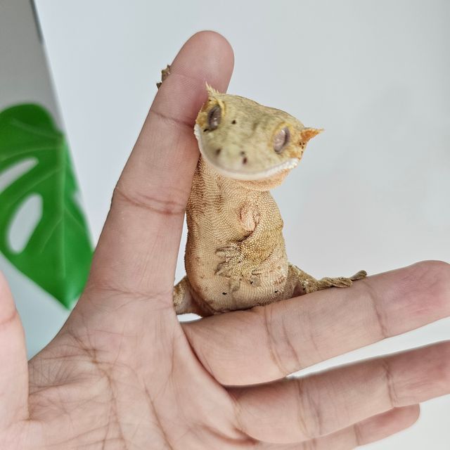 옐로우 브린들 달마시안