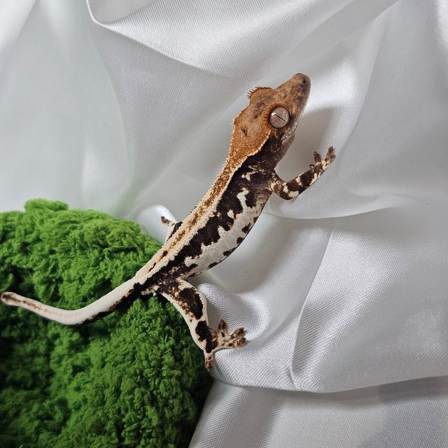 프라푸치노 100%헷아잔틱