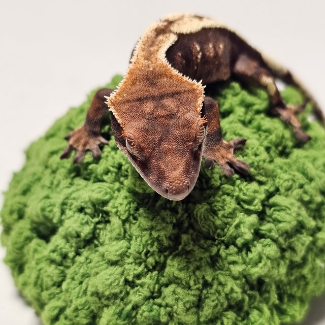 세이블 100%헷아잔틱