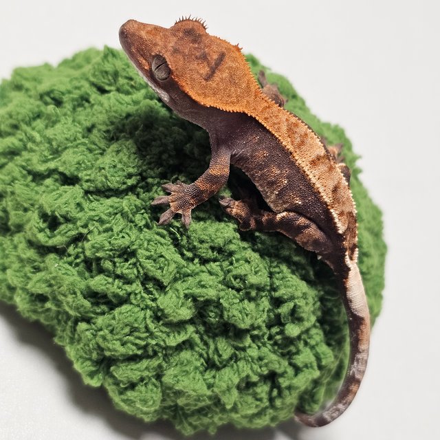 카푸치노 100%헷아잔틱