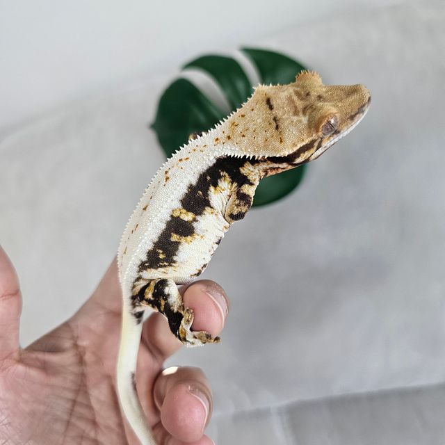 릴리100%헷아잔틱