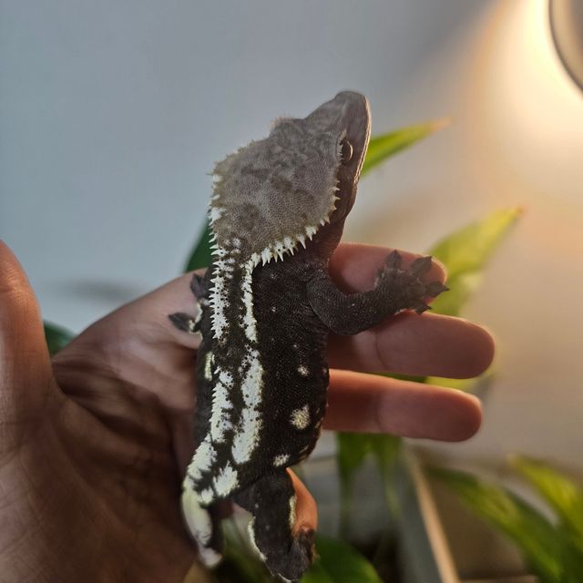아잔틱