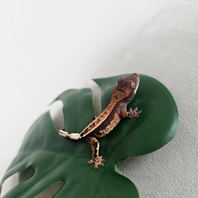 카푸치노 100%헷아잔틱