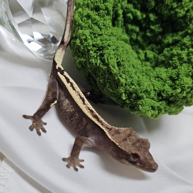 세이블 100%헷아잔틱