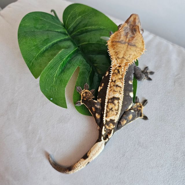 노멀 다크 블랙