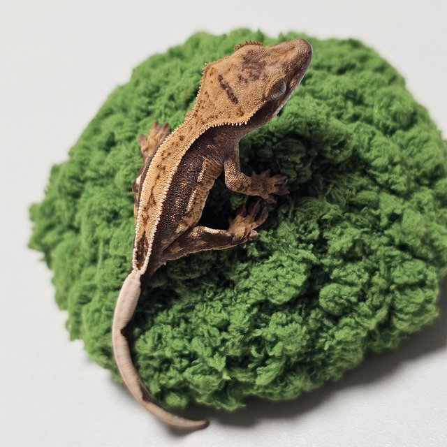 100%헷아잔틱 쿼드 핀스트라이프 풀핀