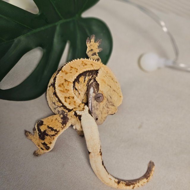 트라이 핀스트라이프 익스트림할리퀸