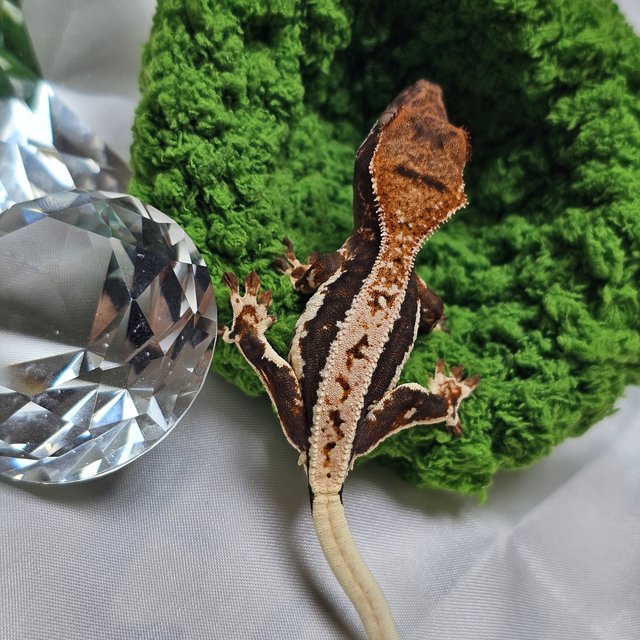 릴리100%헷아잔틱