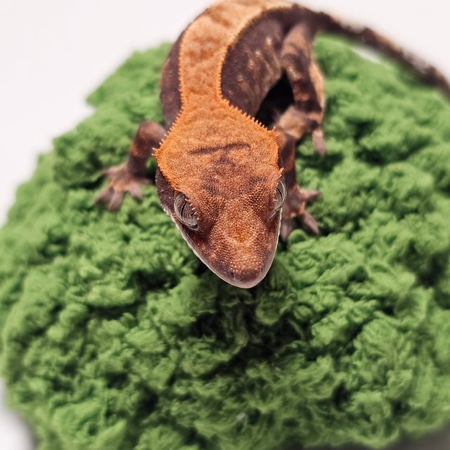 카푸치노 100%헷아잔틱