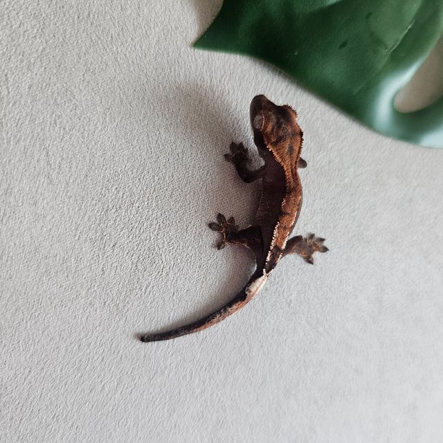 세이블 100%헷아잔틱 팬텀