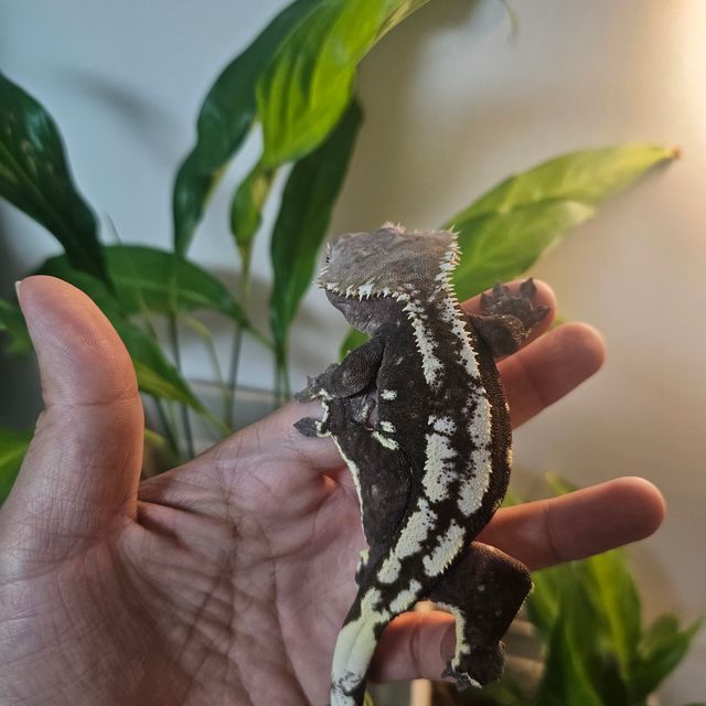 아잔틱