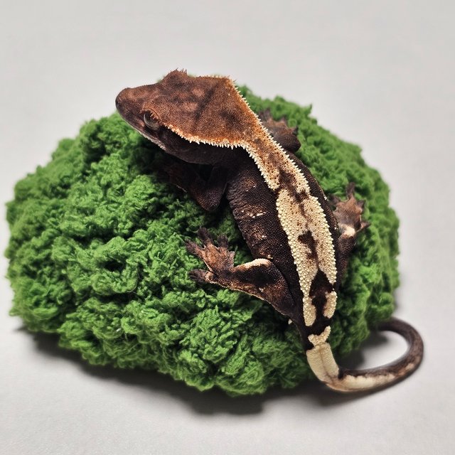 세이블 100%헷아잔틱