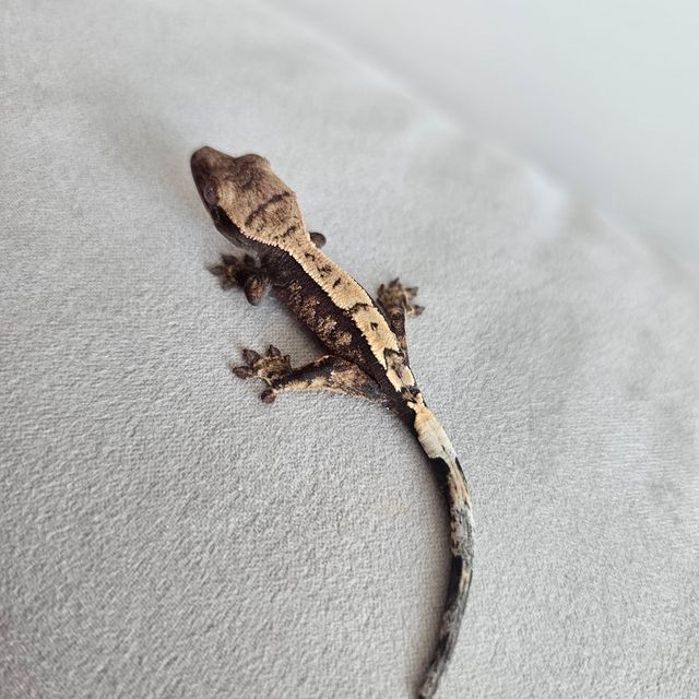 세이블