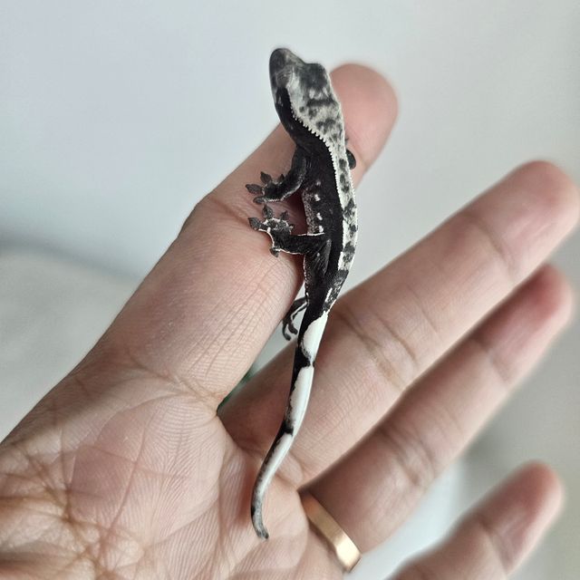 아잔틱