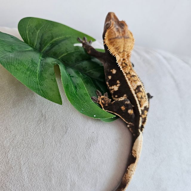 노멀 다크 블랙