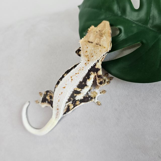 릴리100%헷아잔틱