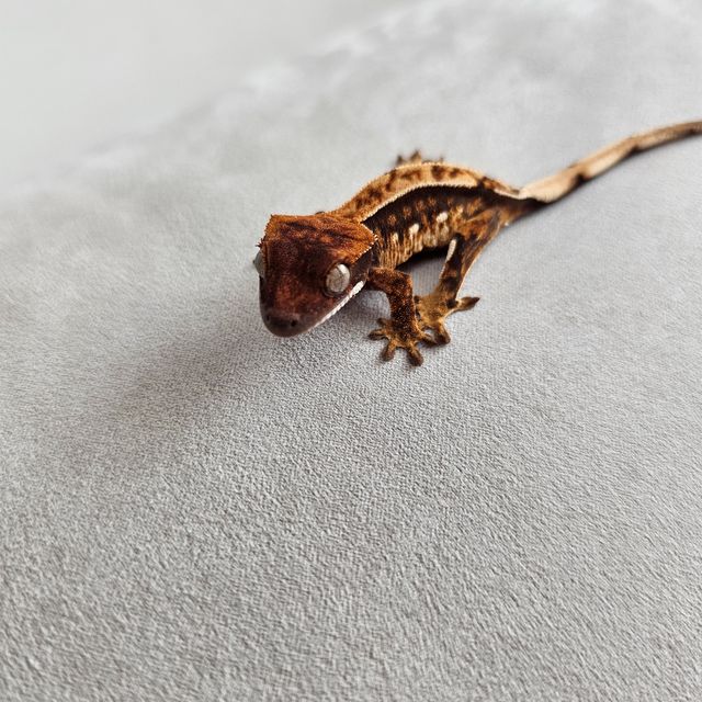 100%헷아잔틱