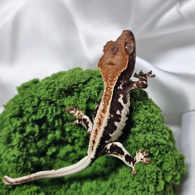 프라푸치노 100%헷아잔틱