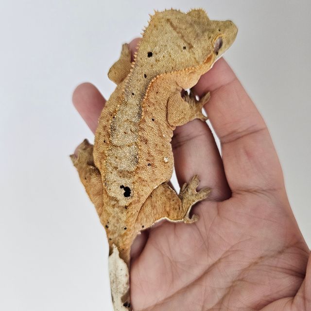 옐로우 브린들 달마시안