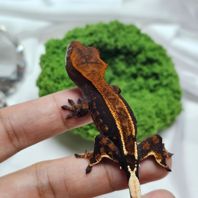 카푸치노 100%헷아잔틱