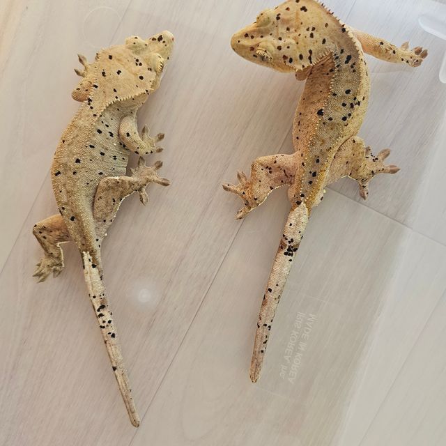 슈퍼달마시안