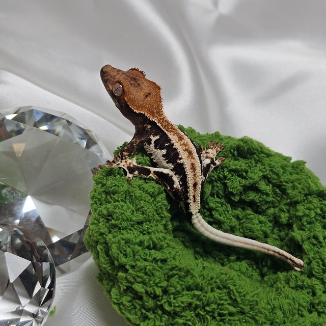 프라푸치노 100%헷아잔틱