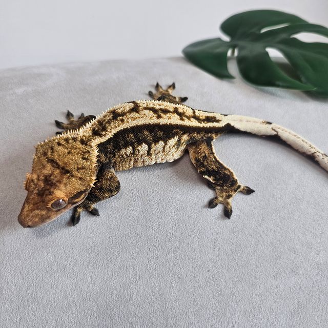 노멀 핀스트라이프 화이트핀 다크 텐저린