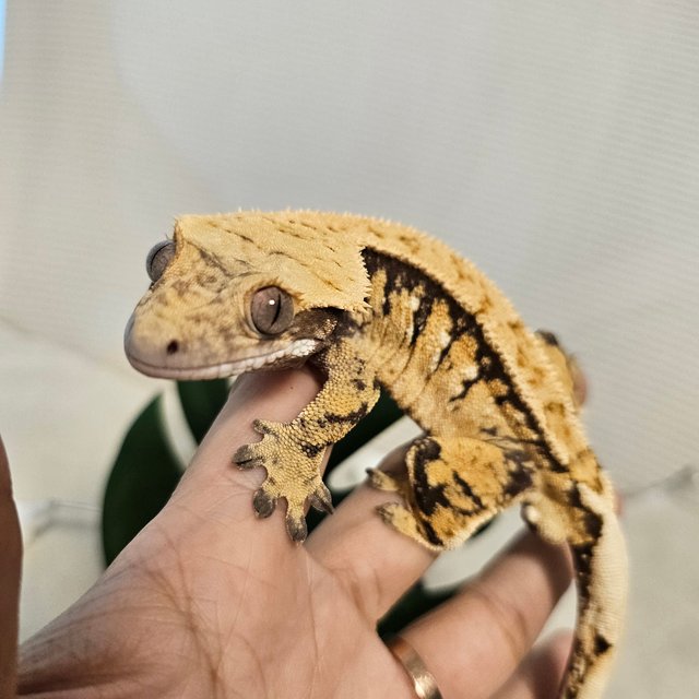 트라이 핀스트라이프 익스트림할리퀸