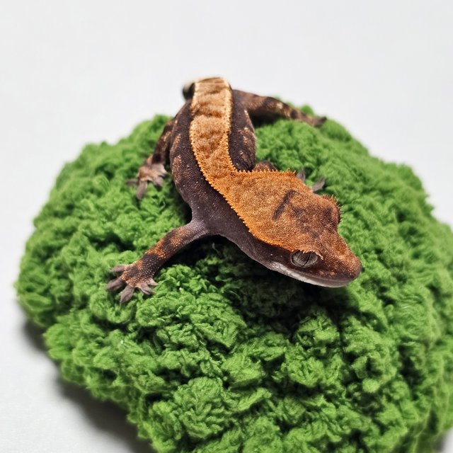 카푸치노 100%헷아잔틱