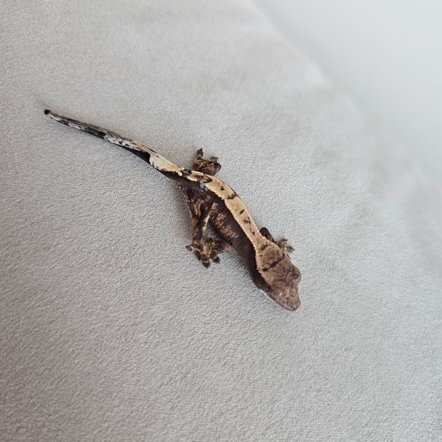 세이블